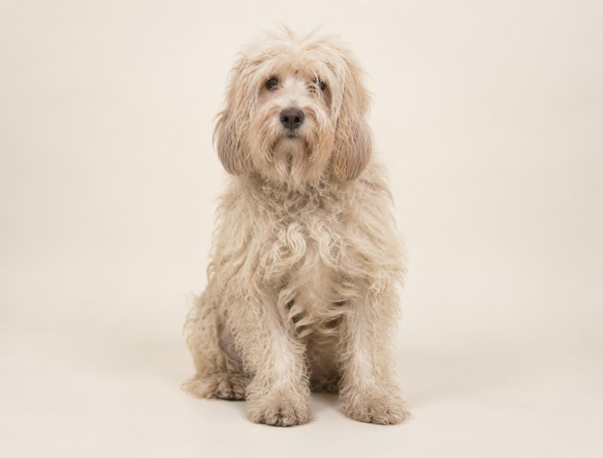 Vorher: Cockapoo mit verfilztem Fell
